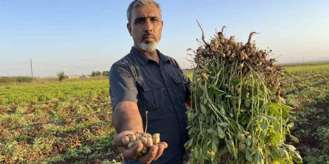 Şanlıurfa’da maliyet arttı, fiyat düştü! Üretici pamuğu bıraktı, yerine yer fıstığı ekimi başladı 5